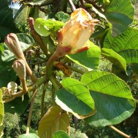 Ochroma pyramidale (Cav. ex Lam.) Urb.